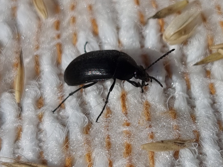 Podonta nigrita - szerecsenbogár