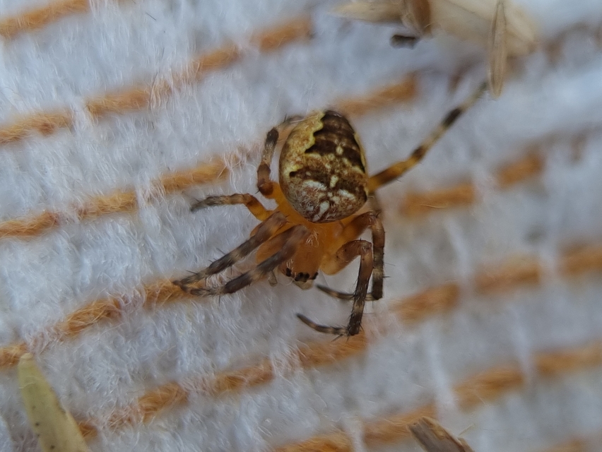 Araneus diadematus - koronás keresztespók