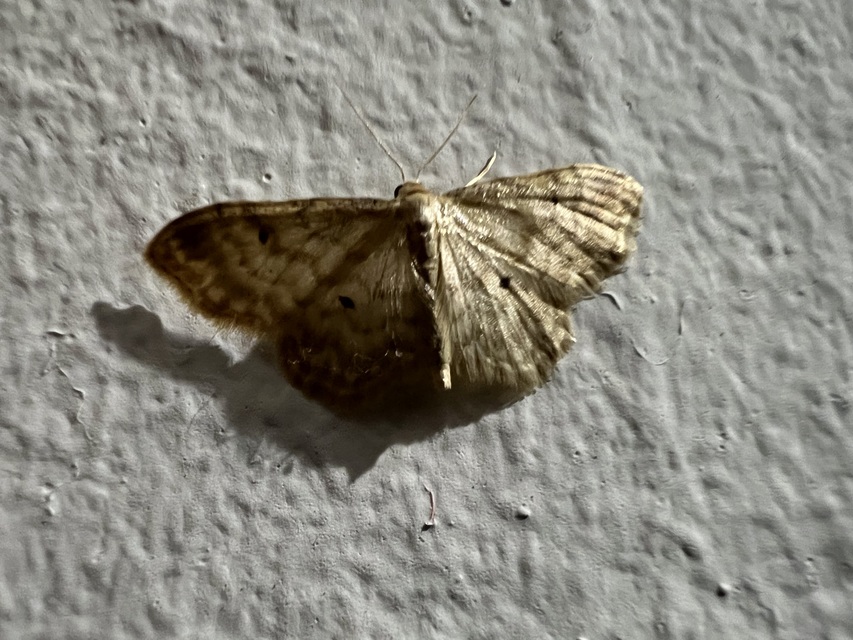 Idaea fuscovenosa - szürkeszélű apróaraszoló