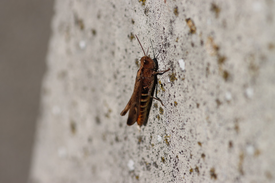 Omocestus haemorrhoidalis - barna tarlósáska