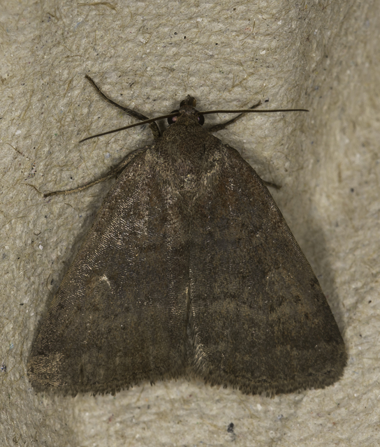 Acosmetia caliginosa - imolabagoly