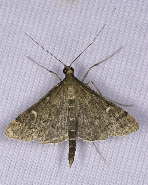 Dolicharthria punctalis - hosszúlábú tűzmoly