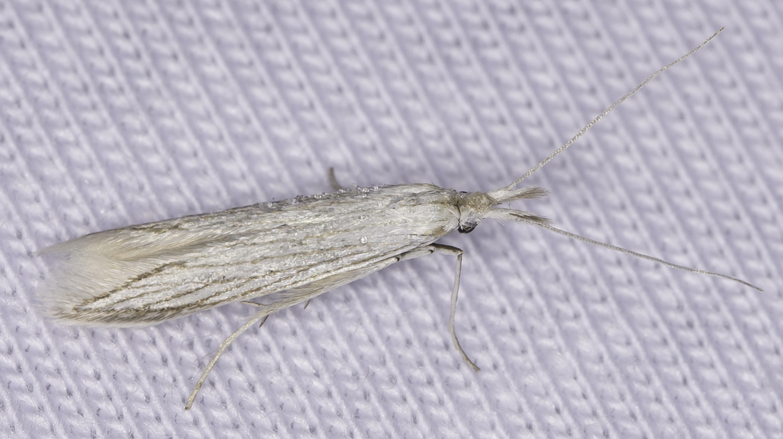 Coleophora