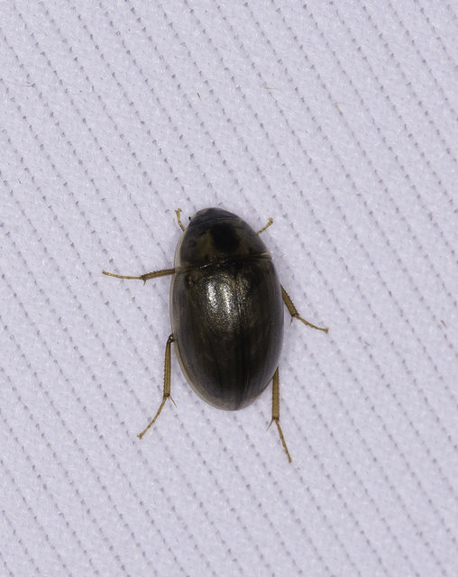 Enochrus quadripunctatus - négypettyes fakócsibor