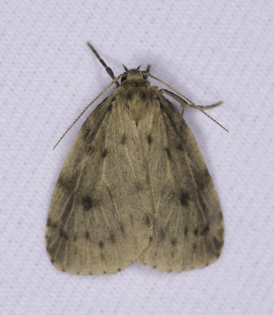 Thumata senex - mocsári medvelepke