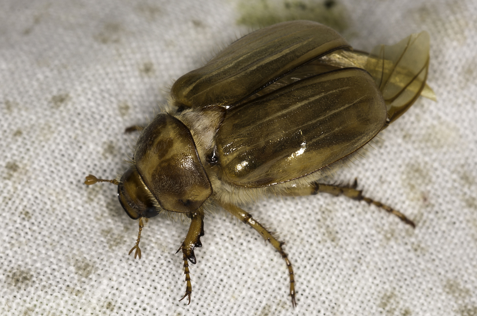 Amphimallon solstitiale - bordás sárgacserebogár