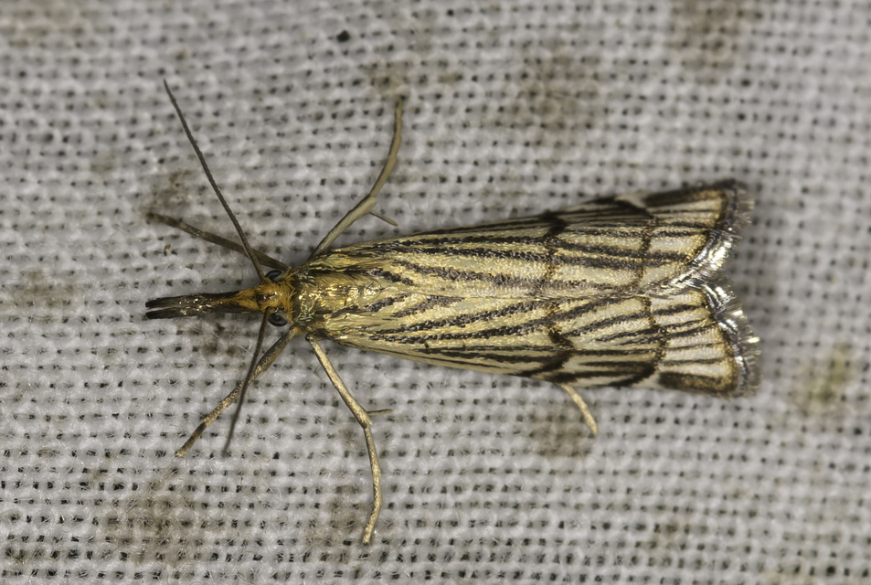 Chrysocramboides craterella - rácsos fűgyökérmoly