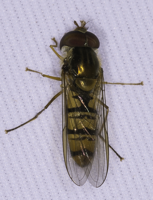 Episyrphus balteatus - ékfoltos zengőlégy