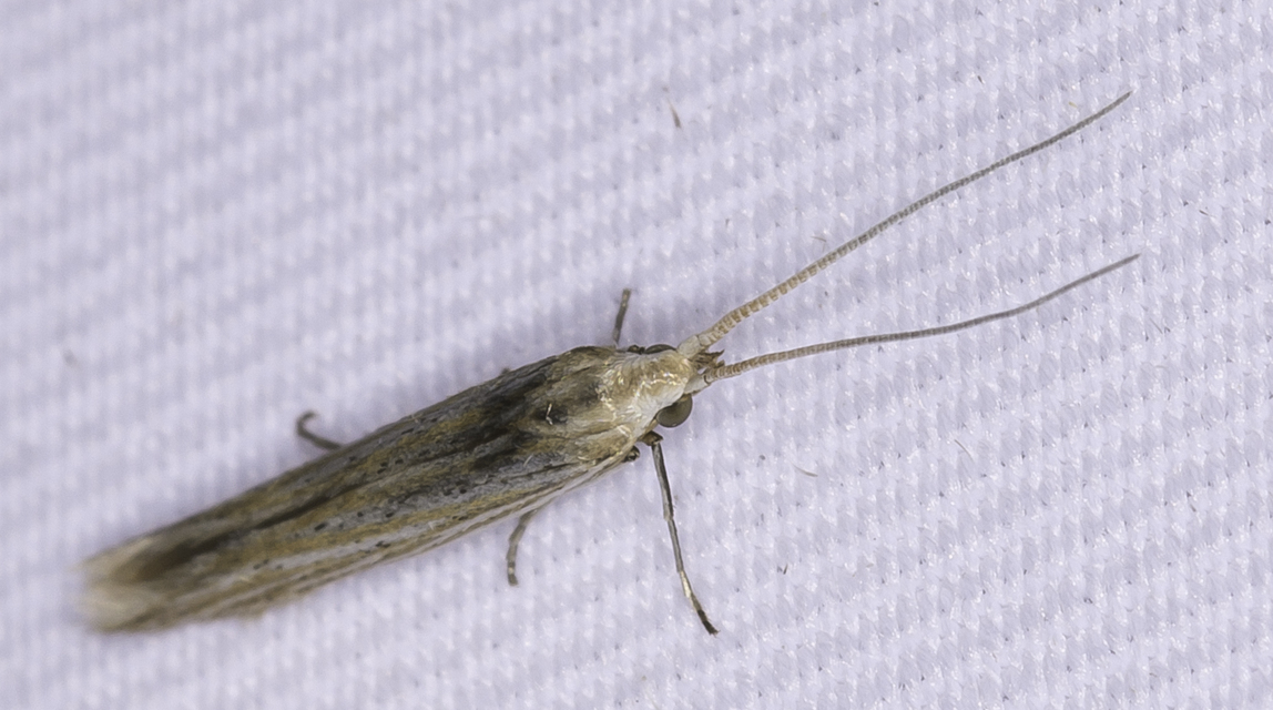 Coleophora