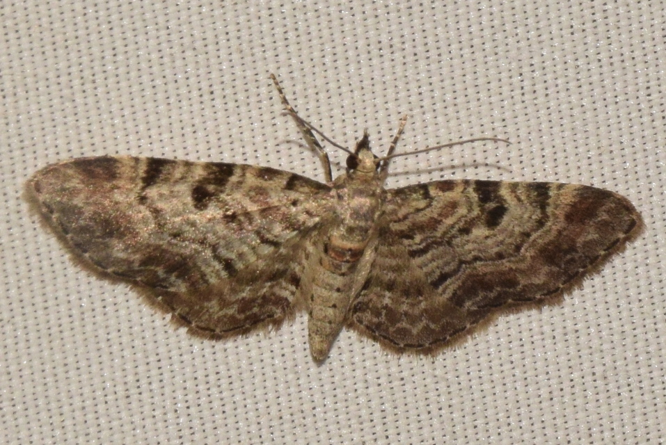 Eupithecia abietaria - nagyfoltú törpearaszoló