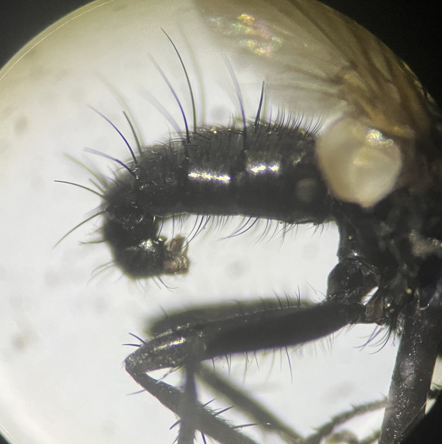 Phania funesta