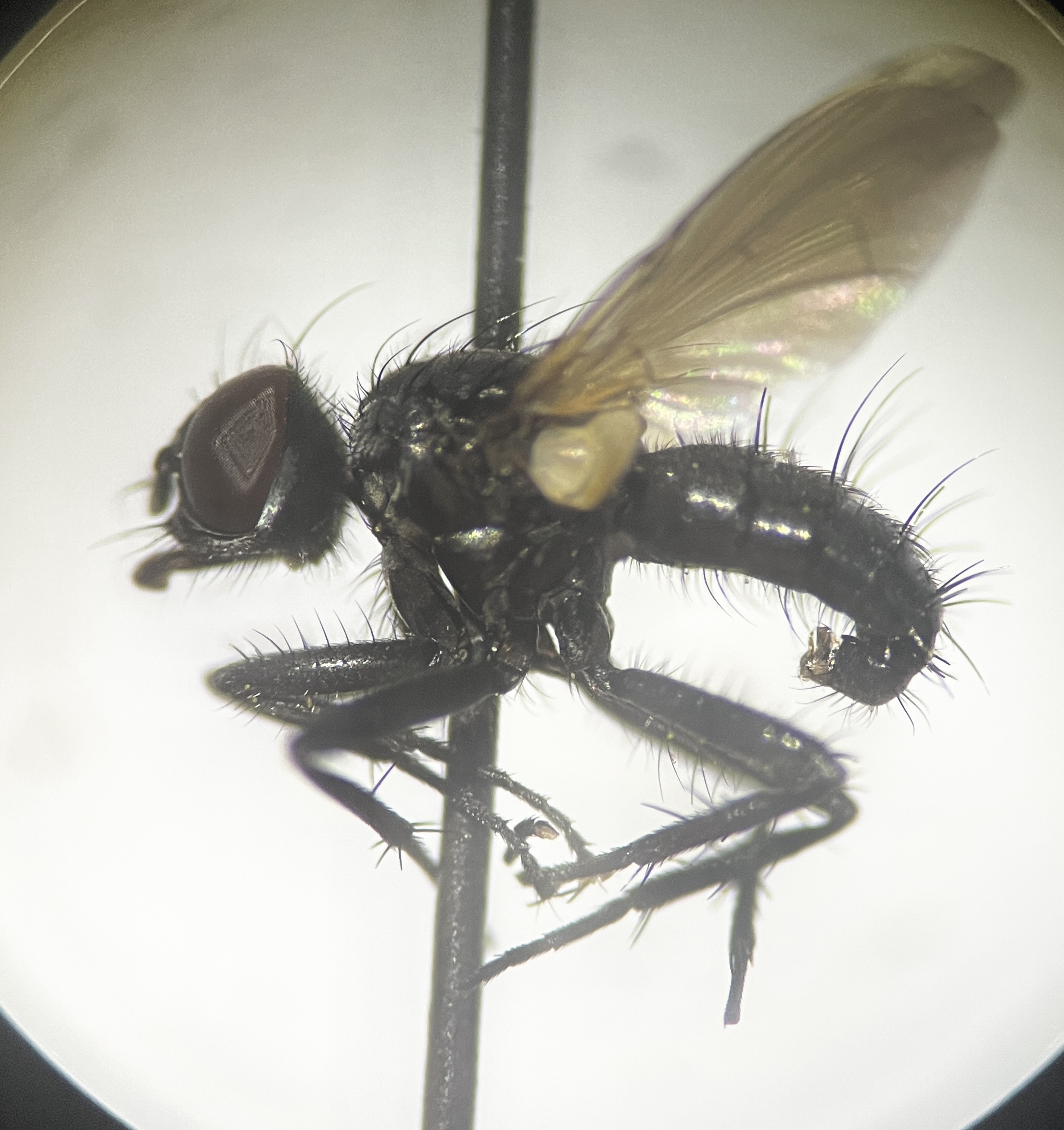 Phania funesta
