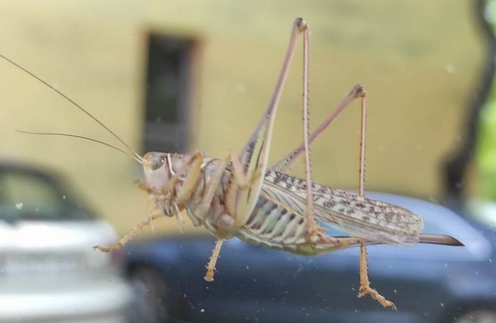 Gampsocleis glabra - tőrös szöcske