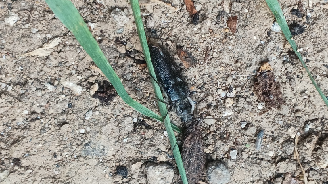 Hylotrupes bajulus - házicincér