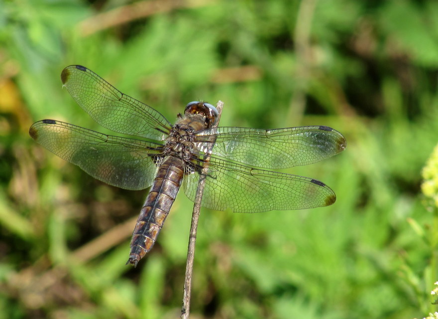 Libellula fulva - kisfoltos laposacsa