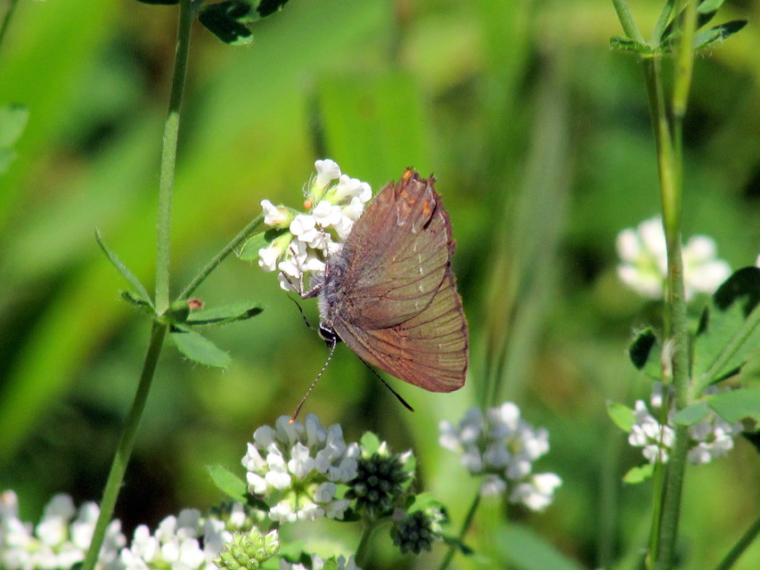 Satyrium ilicis - tölgyfa-csücsköslepke
