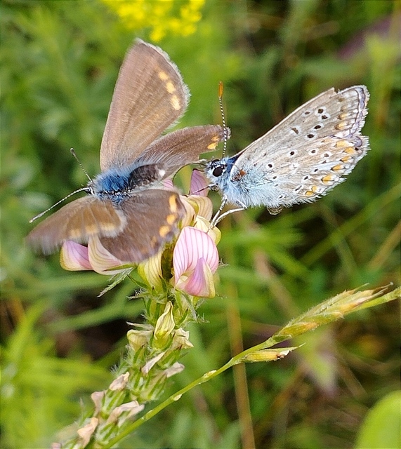 Polyommatus thersites - ibolyaszín boglárka