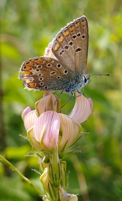 Polyommatus thersites - ibolyaszín boglárka
