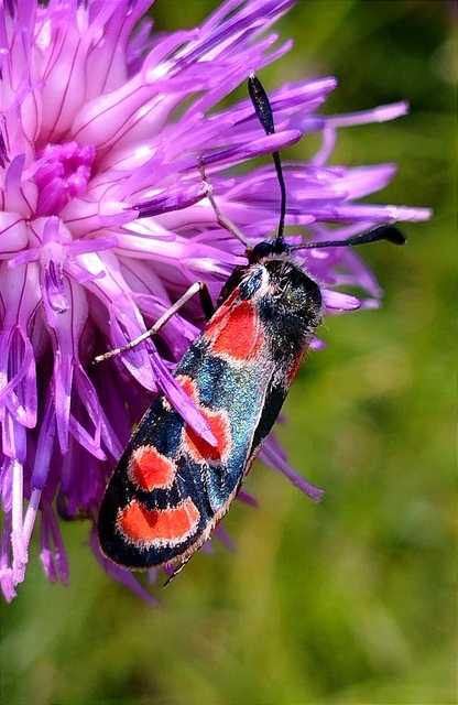 Zygaena carniolica - fehérgyűrűs csüngőlepke