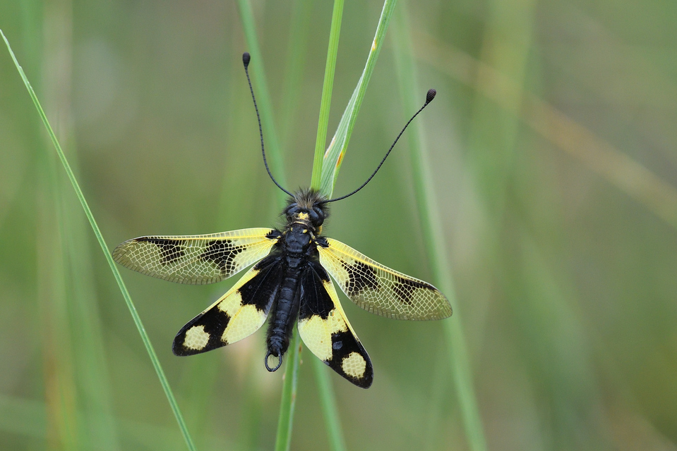 Libelloides macaronius - keleti rablópille