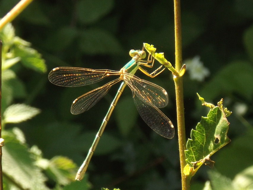 Lestes barbarus - foltosszárnyjegyű rablószitakötő