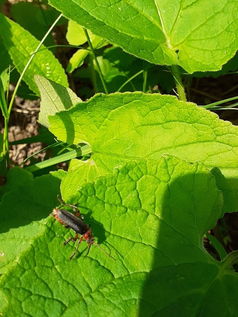 Cantharis rustica - suszterbogár