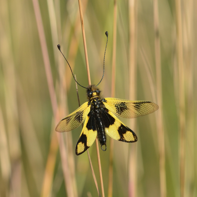 Libelloides macaronius - keleti rablópille
