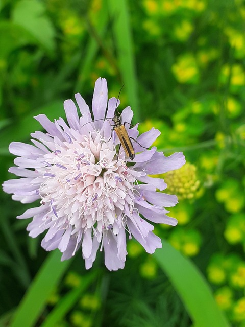 Oedemera femorata - sárgahátú álcincér