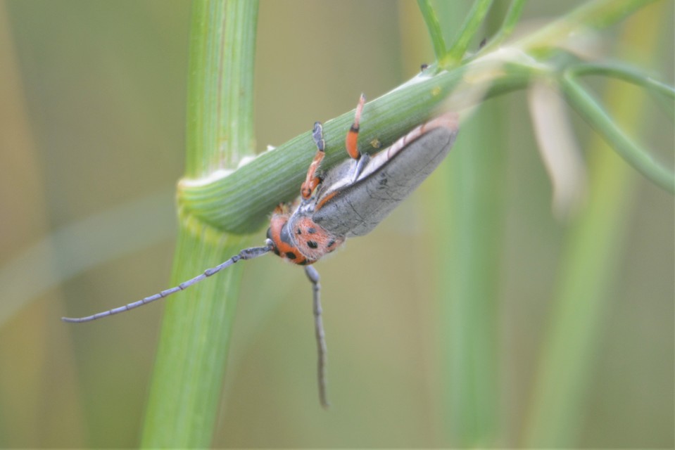 Phytoecia argus - árgusszemű cincér