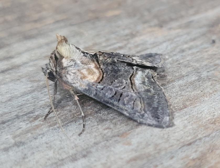 Abrostola asclepiadis - barnaövű csalánbagoly