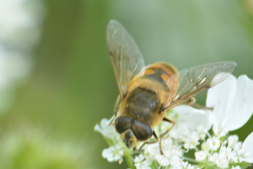 Eristalis tenax - közönséges herelégy