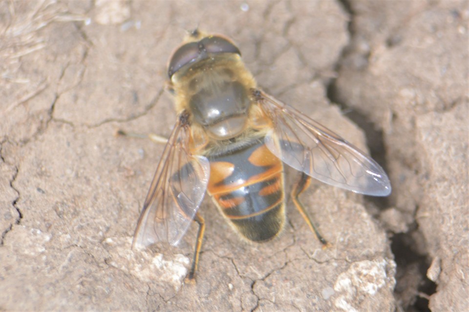 Eristalis tenax - közönséges herelégy