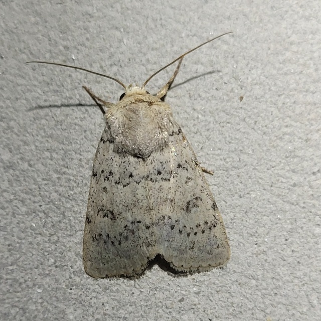 Hoplodrina respersa - bogáncs-selymesbagoly