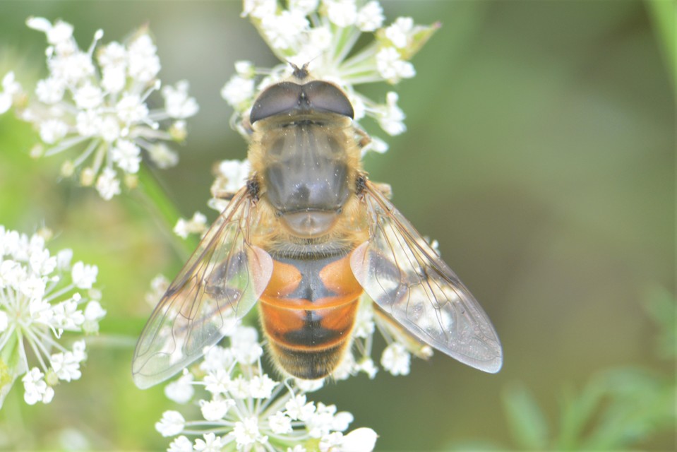 Eristalis tenax - közönséges herelégy