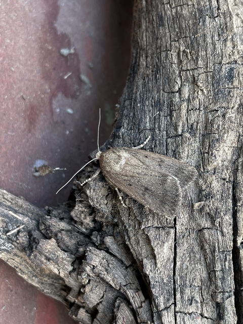 Amphipyra tragopoginis - bakszakállbagoly