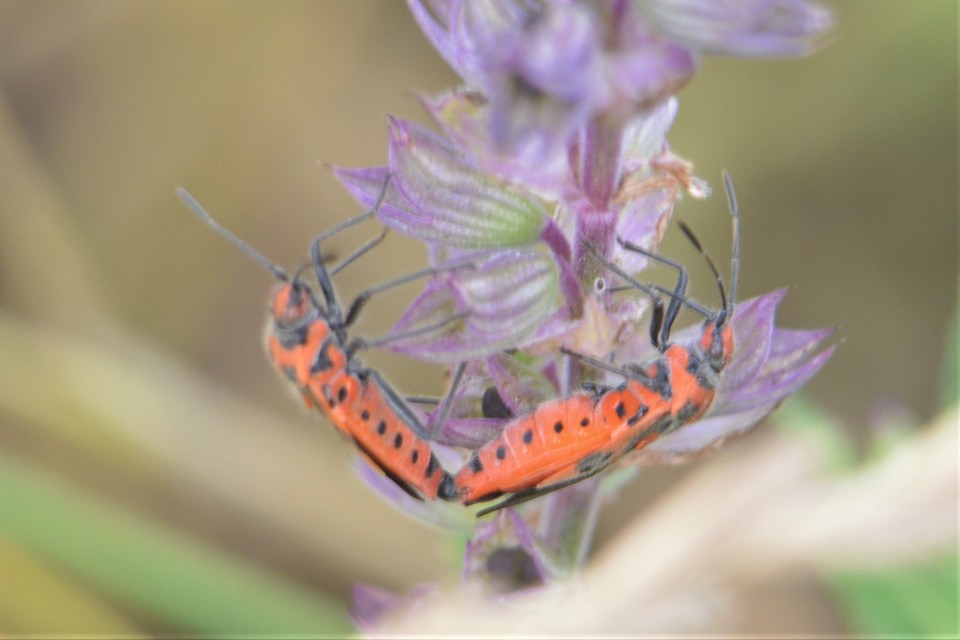 Corizus hyoscyami - piros karimáspoloska