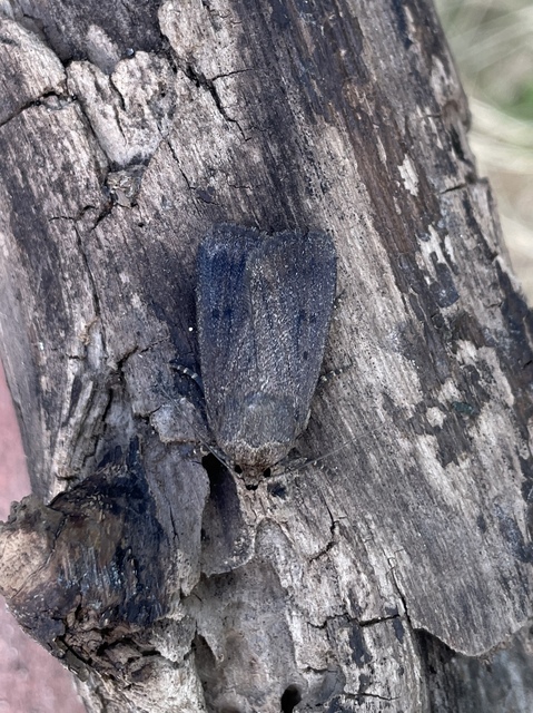 Amphipyra tragopoginis - bakszakállbagoly