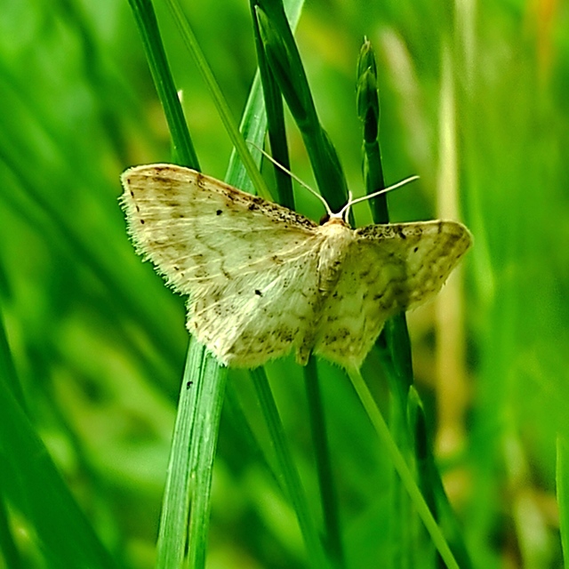 Idaea fuscovenosa - szürkeszélű apróaraszoló