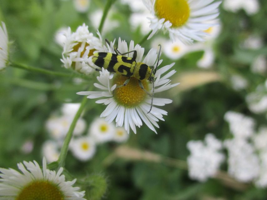 Chlorophorus varius - díszes darázscincér