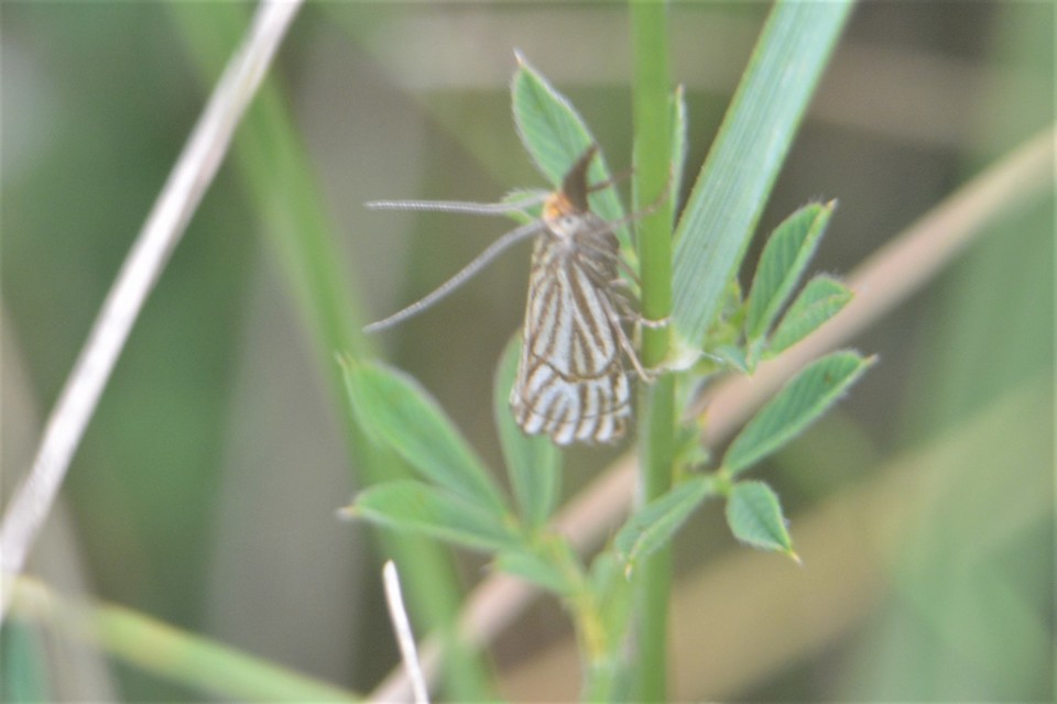 Chrysocramboides craterella - rácsos fűgyökérmoly