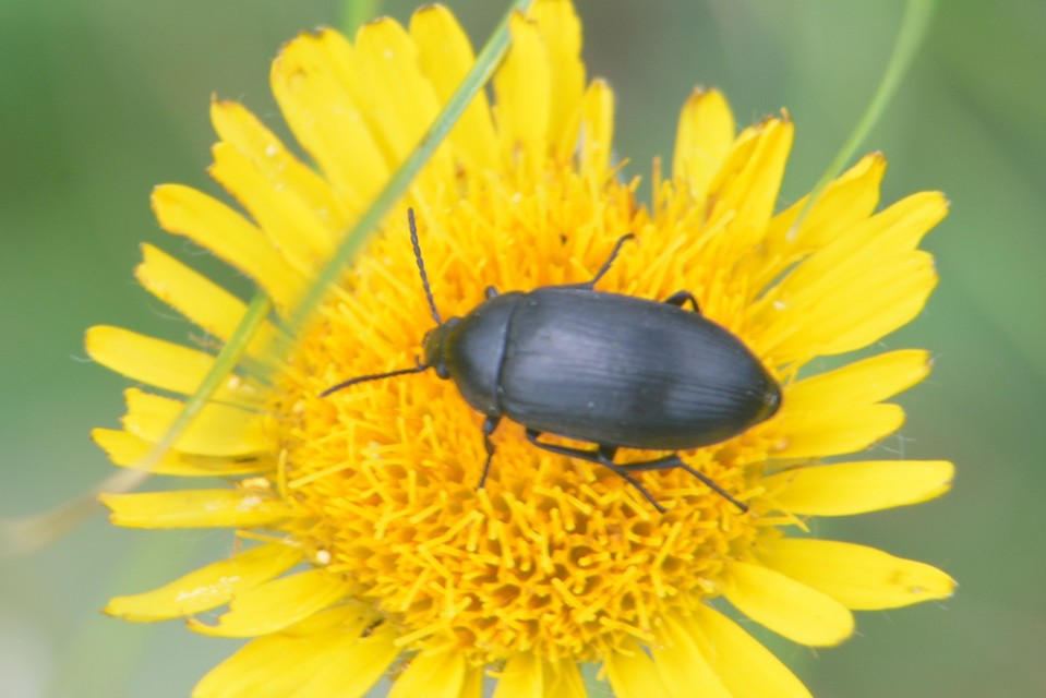 Podonta nigrita - szerecsenbogár