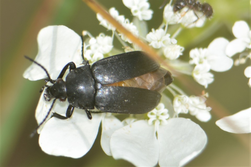 Podonta nigrita - szerecsenbogár