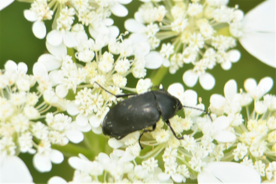 Podonta nigrita - szerecsenbogár