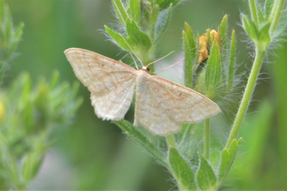 Idaea rufaria - vörhenyes sávosaraszoló