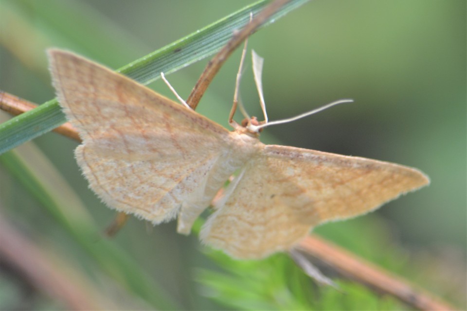 Idaea rufaria - vörhenyes sávosaraszoló
