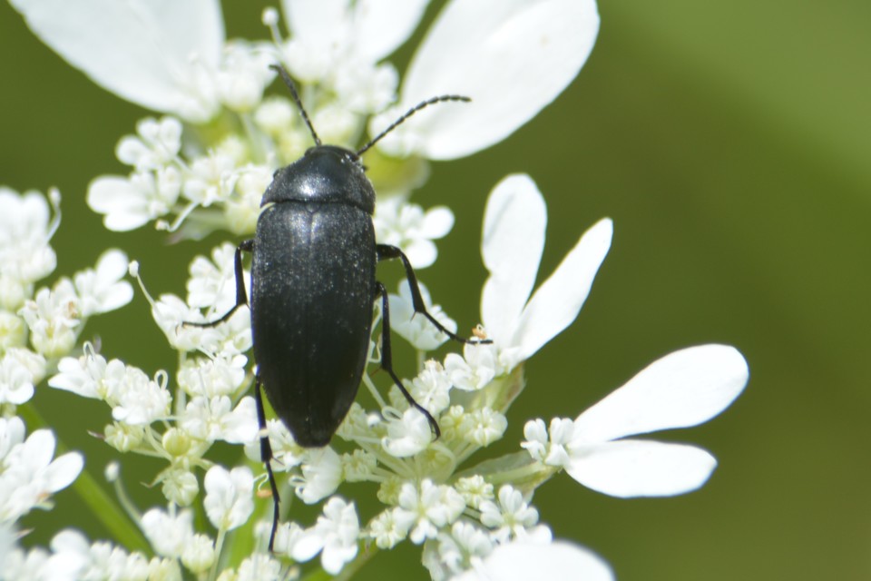 Podonta nigrita - szerecsenbogár