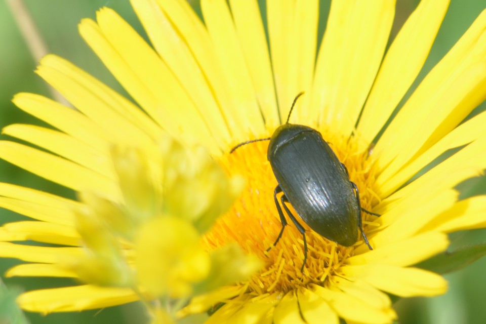 Podonta nigrita - szerecsenbogár