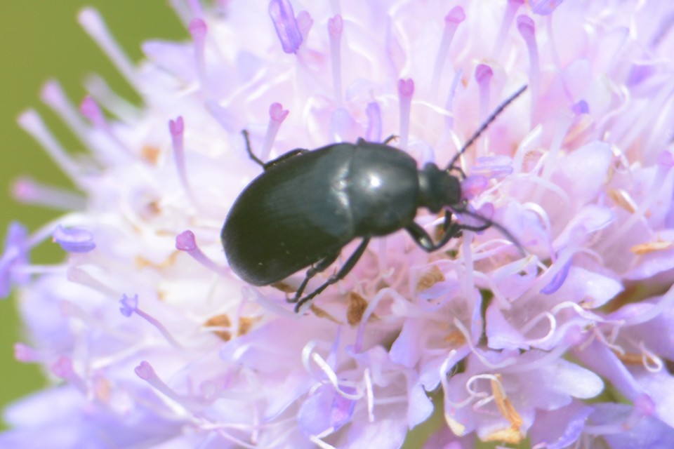 Podonta nigrita - szerecsenbogár