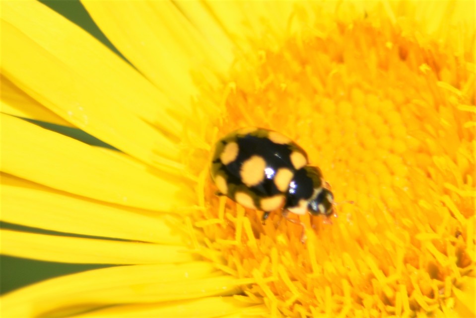 Coccinula quatuordecimpustulata - feketesárga katóka