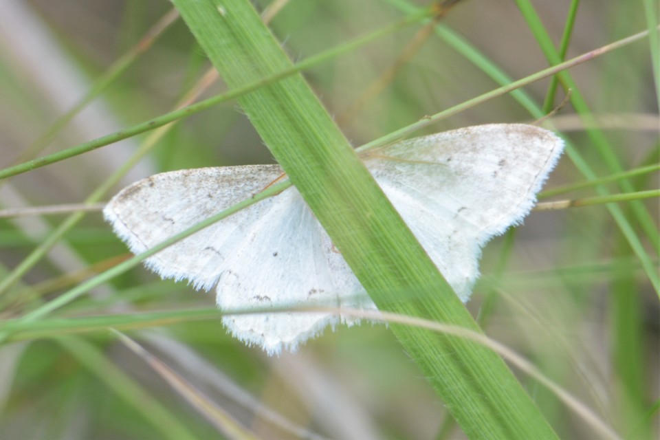 Scopula ornata - díszes fehéraraszoló